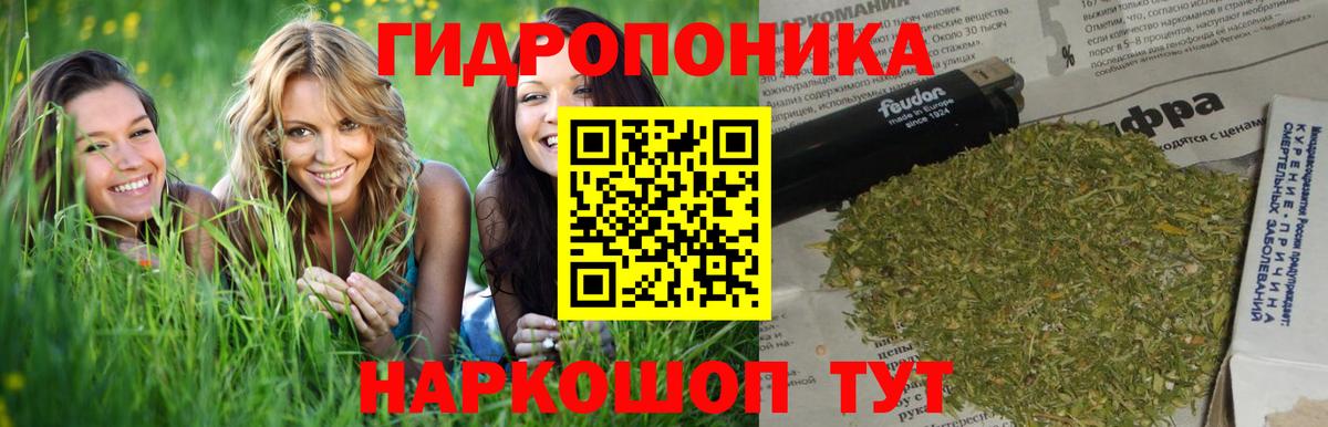 Каннабис OG Kush  Бошки марихуана план  Вход с VPN  Марихуана MAZAR  Гусев 